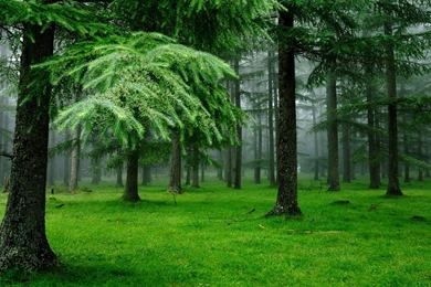 Download Wallpapers 3840x2400 Forest, Fog, Grass, Spruce, Trees ...