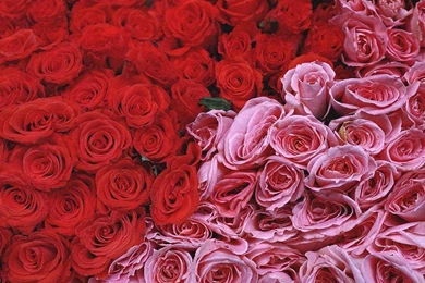 Desktop Wallpapers » Flowers Backgrounds » Red And Pink Roses ...