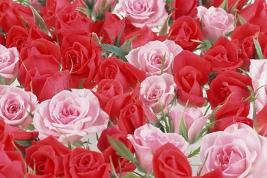 Desktop Wallpapers » Flowers Backgrounds » Red And Pink Roses ...