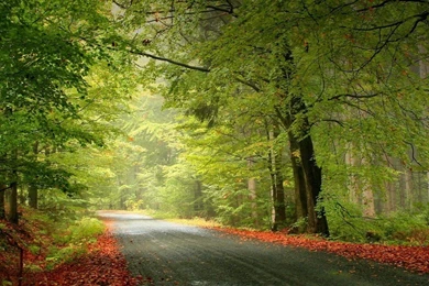 Free Download Mini iPad HD Wallpapers (3)