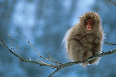 Nature Wallpapers   Monkeys, Darkgray, Lightblue