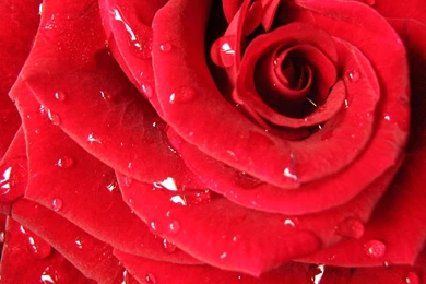 Mobil GW: Rose Backgrounds