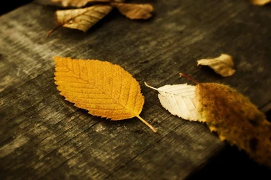 Free Download Mini iPad HD Wallpapers (22)