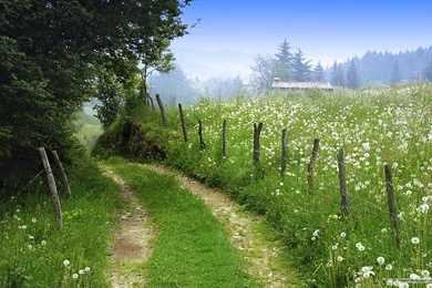 Free Wallpapers   Free Nature Wallpapers   Microsoft Footpaths ...