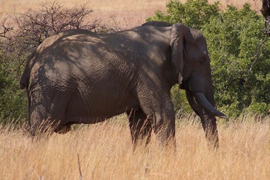 Elephants Windows Elephant Animal Animals Microsoft Technology ...