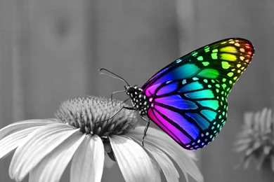 Wallpapers For Rainbow Butterfly Wallpapers