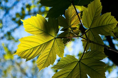 Widescreen Wallpapers Desktop Wallpapers HD Wallpapers 1920x1200 ...