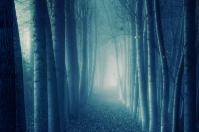 Northern Scotland Dark Forest HD Wallpapers Widescreen 1920x1200