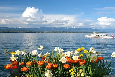 Spring Lake Wallpapers   Crazy Frankenstein