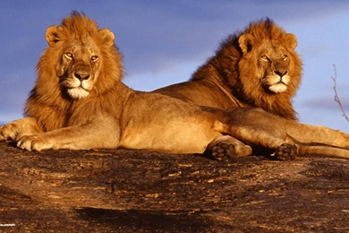 African lions  Wallpapers Hd 1080p Widescreen