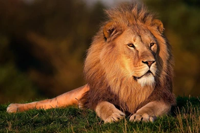 Majestic Lion HD Desktop Wallpapers : Widescreen : High Definition ...