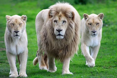 White Lion HD wallpaper Desktop