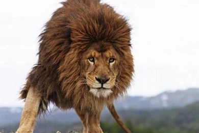 Lion Cool Close Picture Lennette Newell Animal Portraits12 Cats ...