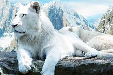 Beautiful white lion hd wallpapers