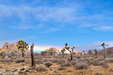 Joshua Tree National Park Desktop Wallpapers