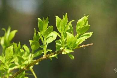 In Spring2 16x9 Wallpapers By IorguDesign On DeviantArt