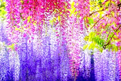 Car Speedometer Wallpapers   Wallpaper.