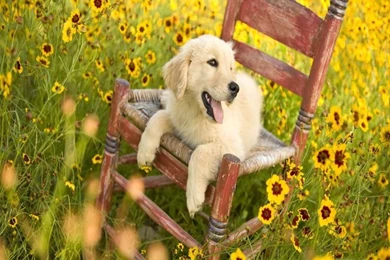 Pictures Of Spring Time