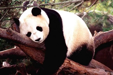 Animals Wallpapers Free Download   Wallpapers HD Wide