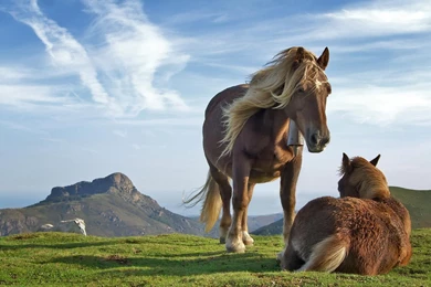 Wild Animals Horses Stallion Wallpaper.jpg