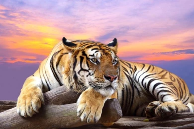 Wild Animals Live Wallpapers   Android Apps And Tests   AndroidPIT