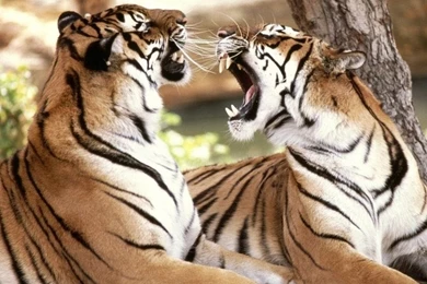 Celebrity Pictures Mak Mbut: Wild Animals