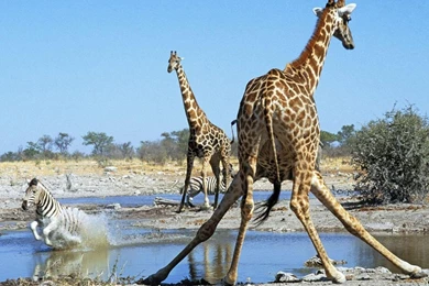 Giraffe Split Wallpapers • IBackgroundWallpapers