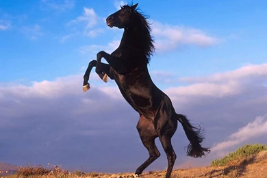 Wild Animal Wallpapers 3 Wild Animals Wallpapers