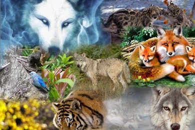 Wild Animals Collage   (