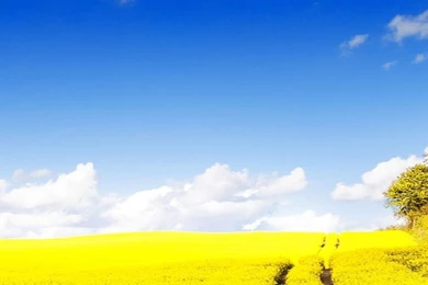 Day LilySamsung Wallpapers Download