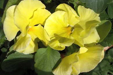Samsung Galaxy S3 Wallpapers Page 19: Yellow Pansies Pansy Picture ...