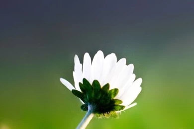 Lone Flower Samsung Galaxy S3 Wallpapers