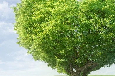 Love TreeSamsung Wallpapers Download