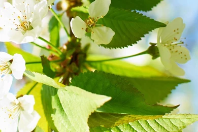 Best Nokia Mobile Wallpapers To Download