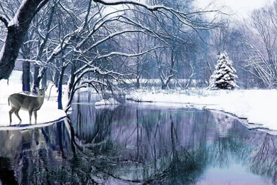 Winter Scene Wallpapers Free   Wallpapers Cave