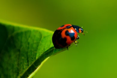 Phone Wallpapers   Wallpapers Online