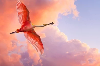 Beautiful Birds Flying HD Desktop Wallpapers : High Definition ...