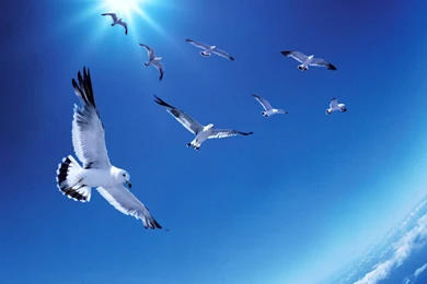 Flying Birds Wallpapers