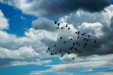 Birds Flying Birds Wide Wallpaper.jpg