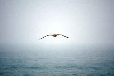 Bird Flying Wallpapers Dowload