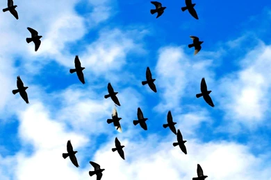 Bird Wallpapers Free: Flying Bird Wallpapers