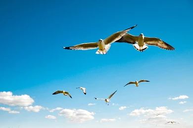 Download Flying Birds In Sky Wallpapers