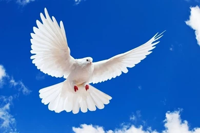 Birds flying on sky   My Free Wallpapers Hub