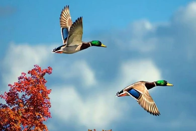 The Gallery For   > Flying Swan Wallpapers