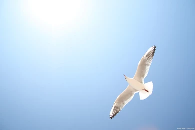 Wallpaper_animal_NC3