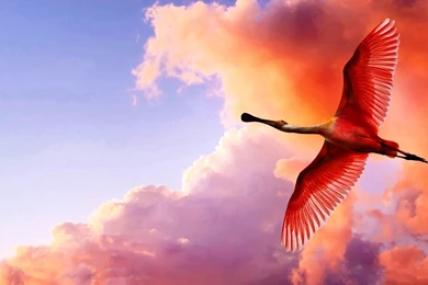 Flying birds hd wallpapers.jpg
