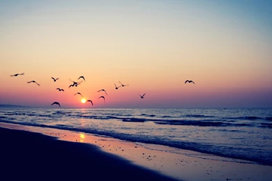 Birds Flying Into The Sunset Wallpapers And Images   Wallpapers ...
