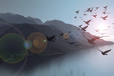 Flying Birds Full HD Pics Wallpapers Attachment 11654   Amazing ...