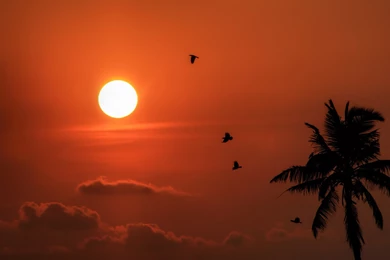 Flying Birds Wallpapers HD 11674   Amazing Wallpaperz