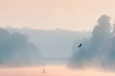 Desktop wallpaper flying birds.jpg